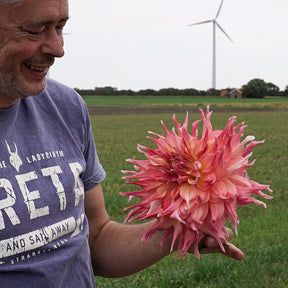 Dahlia Penhill Dark Monarch - Dahlias - Fluwel