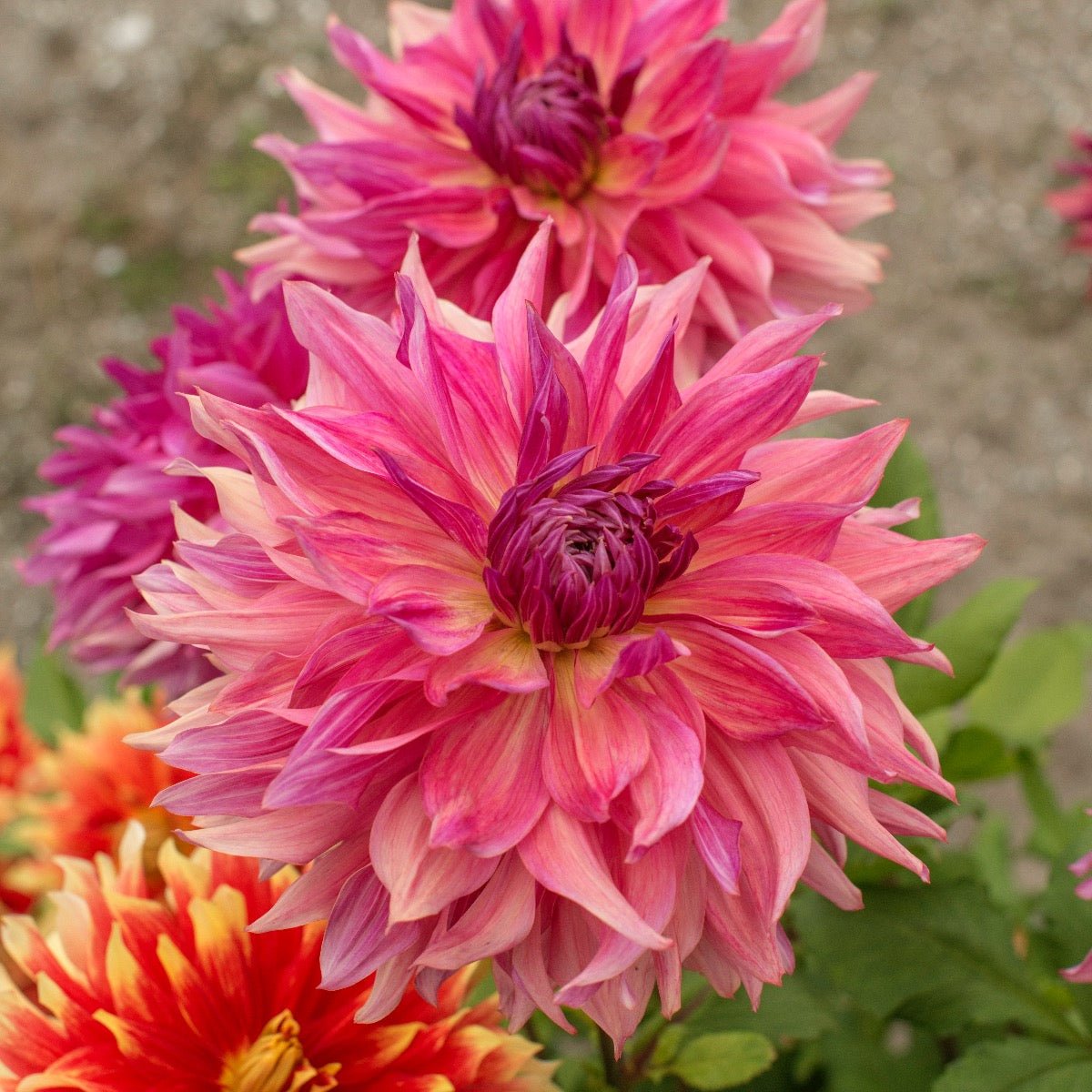 Dahlia Penhill Dark Monarch - Dahlias - Fluwel