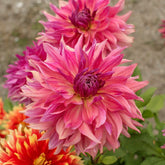 Dahlia Penhill Dark Monarch - Dahlias - Fluwel