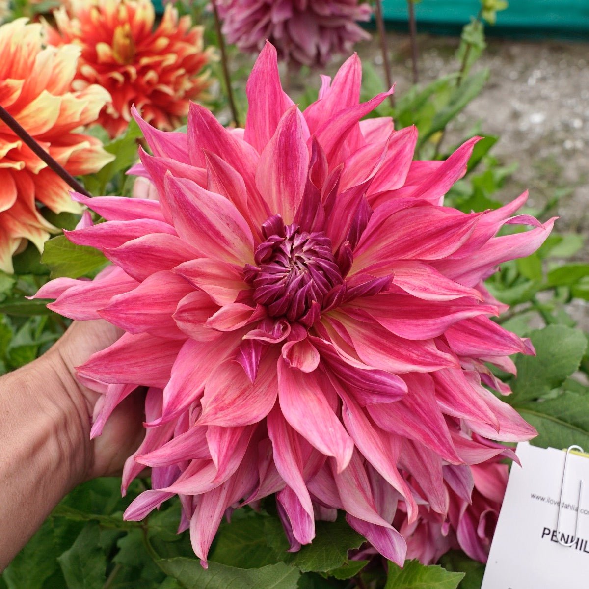 Dahlia Penhill Dark Monarch - Dahlias - Fluwel
