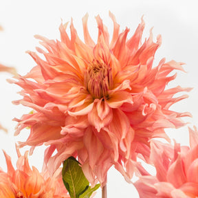 Dahlia Penhill Watermelon - Dahlias - Fluwel