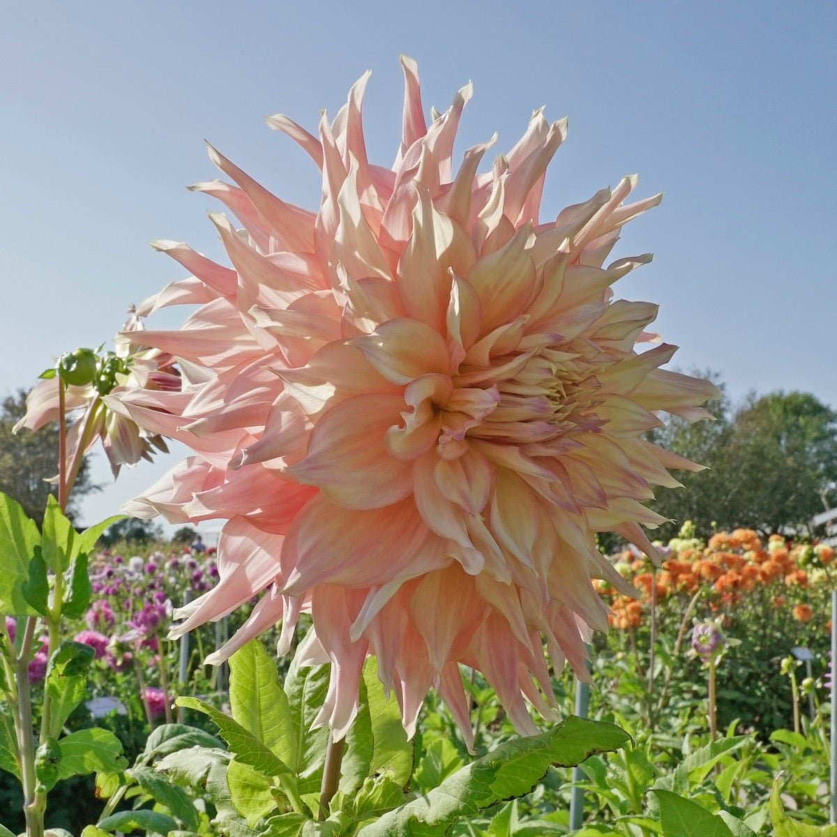 Dahlia Penhill Watermelon - roze dahlia - Fluwel