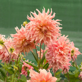 Dahlia Penhill Watermelon - Dahlias - Fluwel