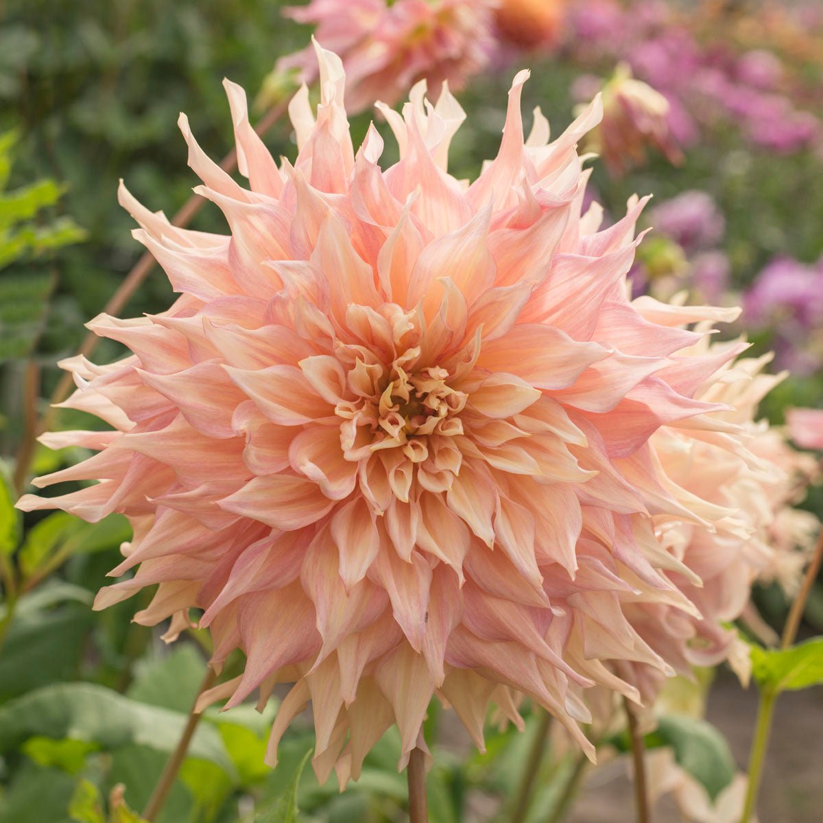 Dahlia Penhill Watermelon - roze dahlia - Fluwel