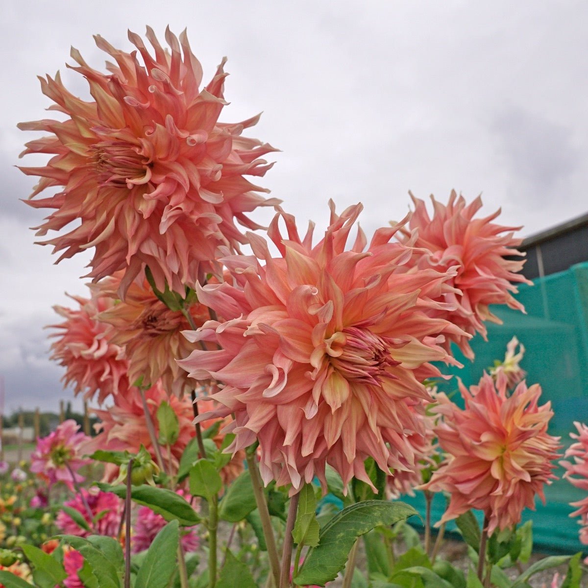Dahlia Penhill Watermelon - roze dahlia - Fluwel