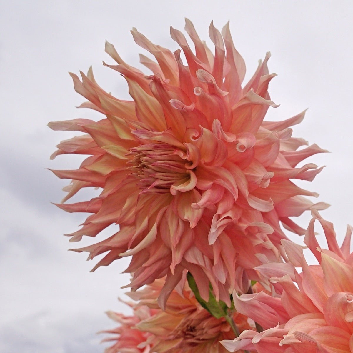 Dahlia Penhill Watermelon - roze dahlia - Fluwel
