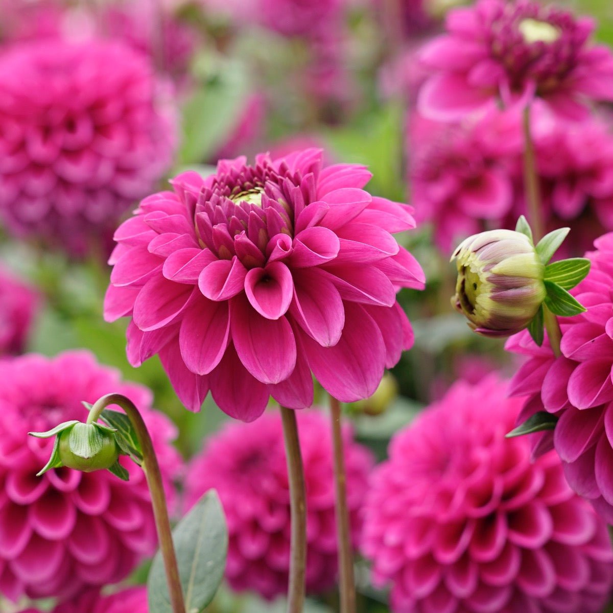 Dahlia Purple Fox - paarse dahlia - Fluwel