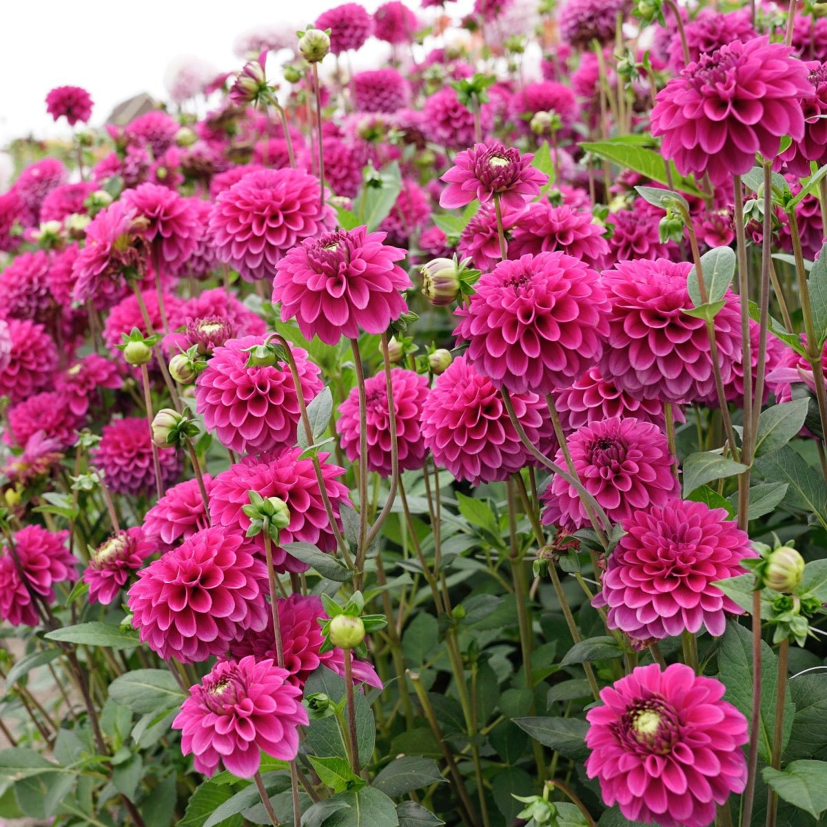 Dahlia Purple Fox - paarse dahlia - Fluwel