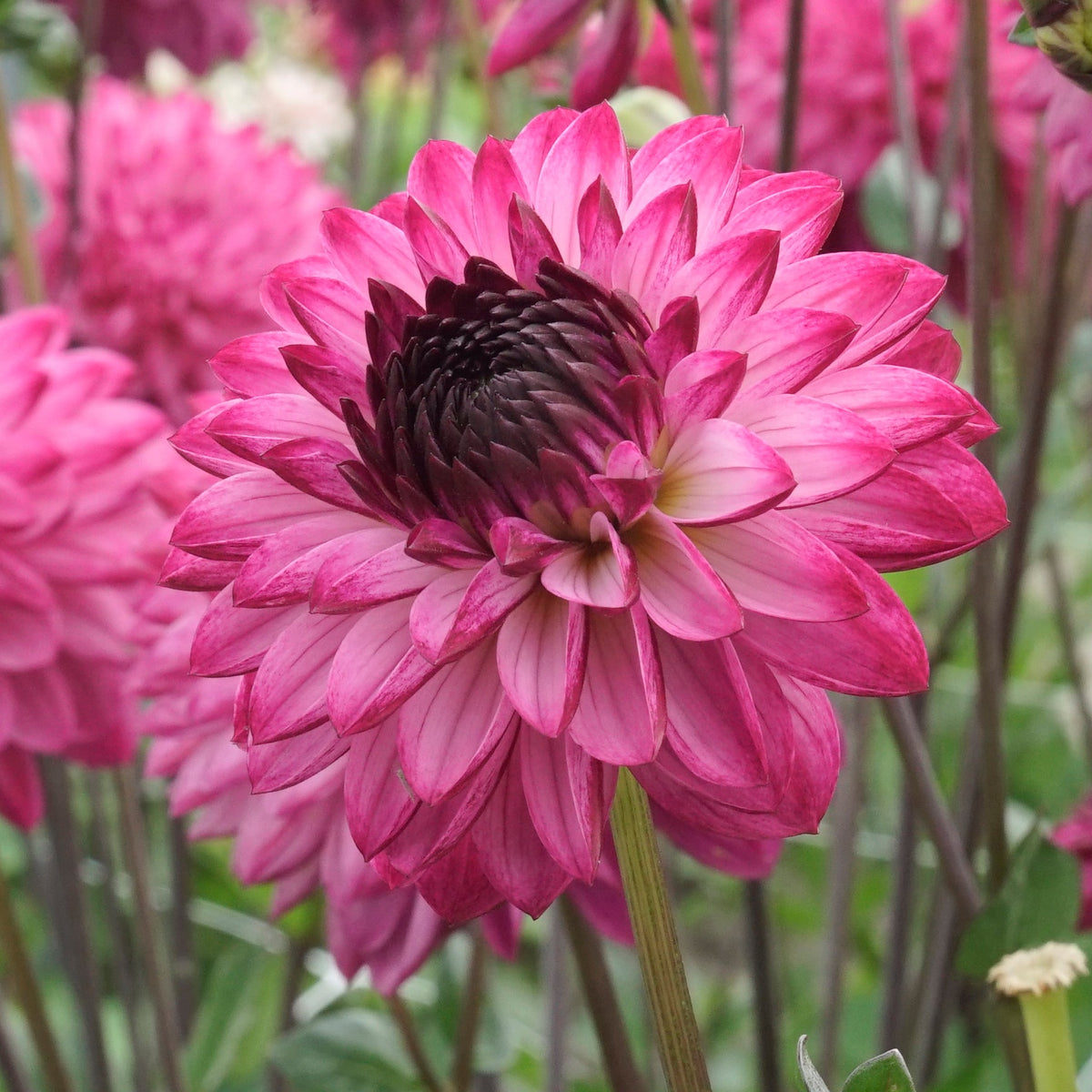 Dahlia Romantica - lila dahlia - Fluwel