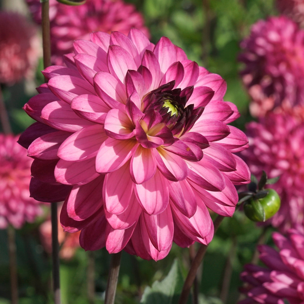 Dahlia Romantica - lila dahlia - Fluwel