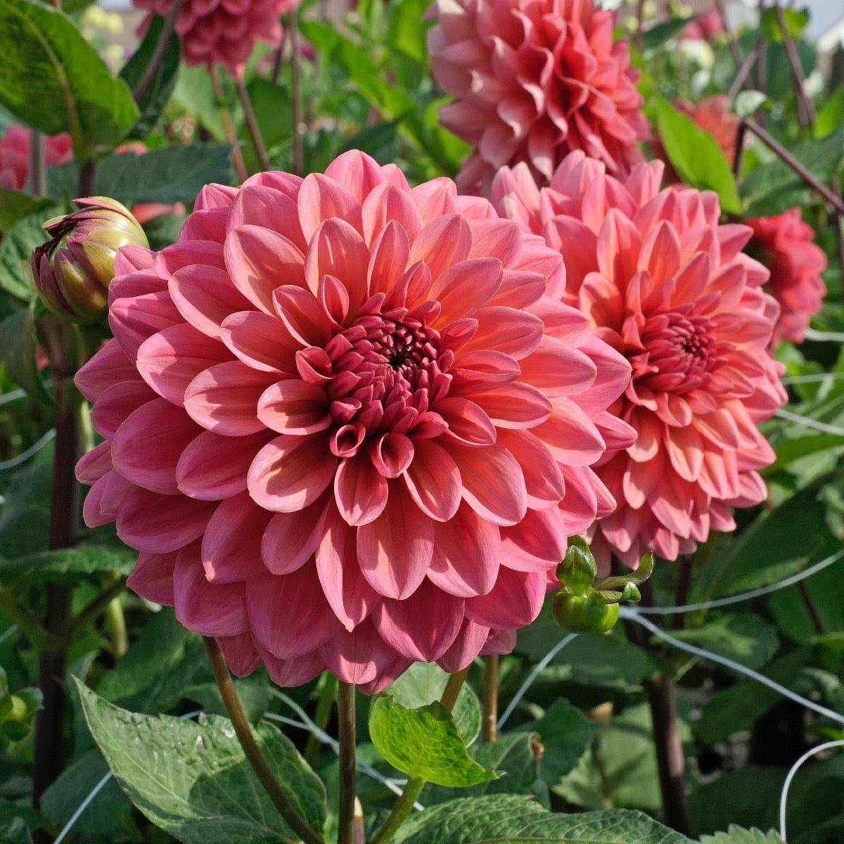 Dahlia Salmon Runner - roze dahlia - Fluwel