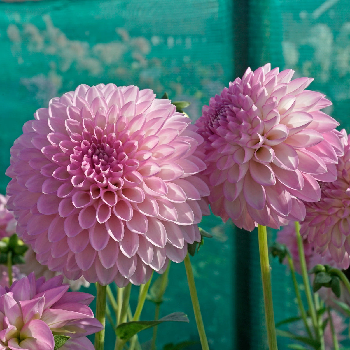 Dahlia Sefton Silvertop - lila dahlia - Fluwel