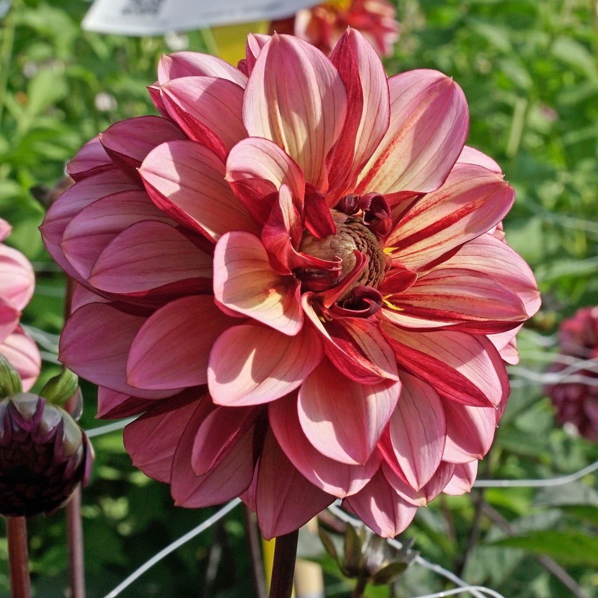 Dahlia Seniors Hope - meerkleurige dahlia - Fluwel