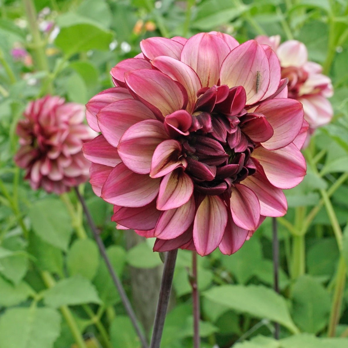 Dahlia Seniors Hope - meerkleurige dahlia - Fluwel