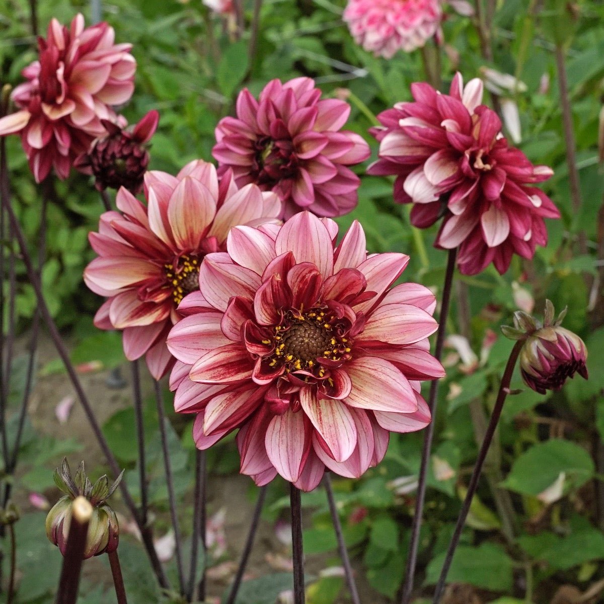 Dahlia Seniors Hope - meerkleurige dahlia - Fluwel