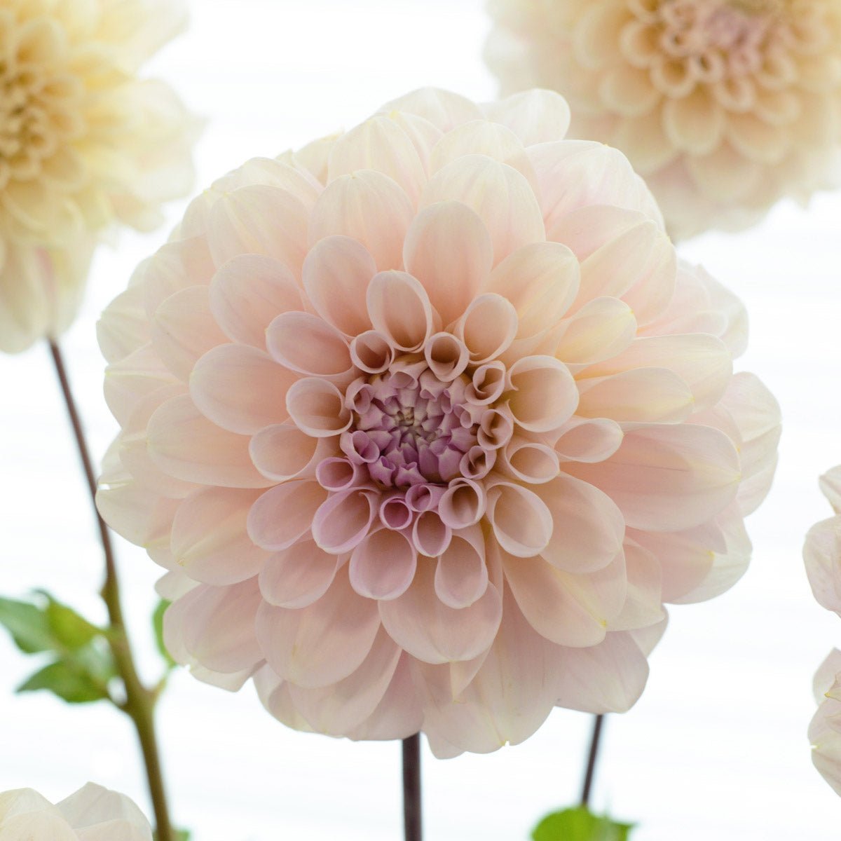 Dahlia Sweet Nathalie - roze dahlia - Fluwel