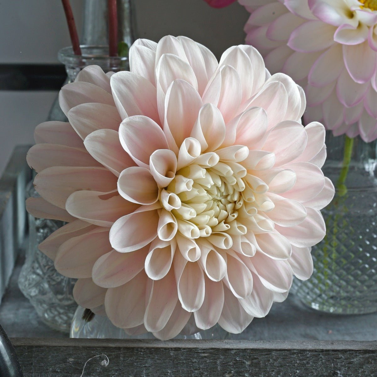 Dahlia Sweet Nathalie - roze dahlia - Fluwel