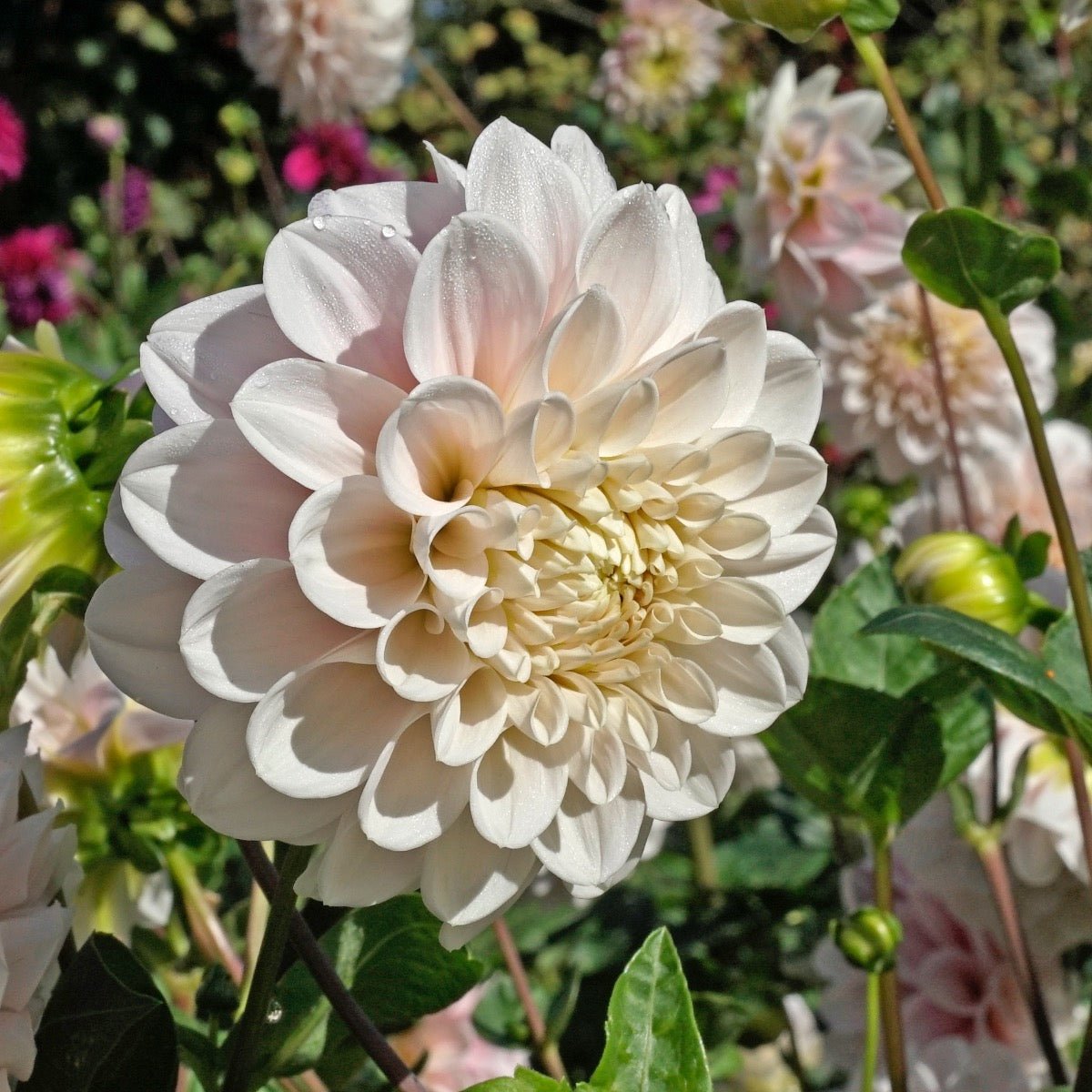 Dahlia Sweet Nathalie - roze dahlia - Fluwel