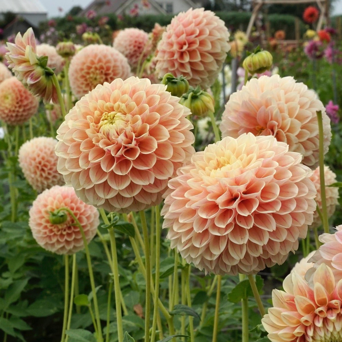 Dahlia Sweet Suzanne - Dahlias - Fluwel