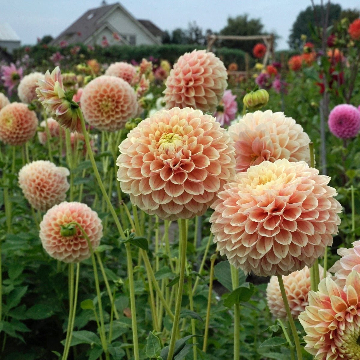 Dahlia Sweet Suzanne - Dahlias - Fluwel