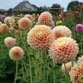 Dahlia Sweet Suzanne - Dahlias - Fluwel