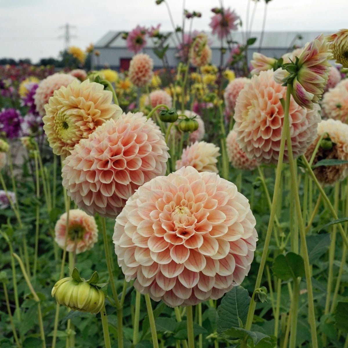 Dahlia Sweet Suzanne - Dahlias - Fluwel