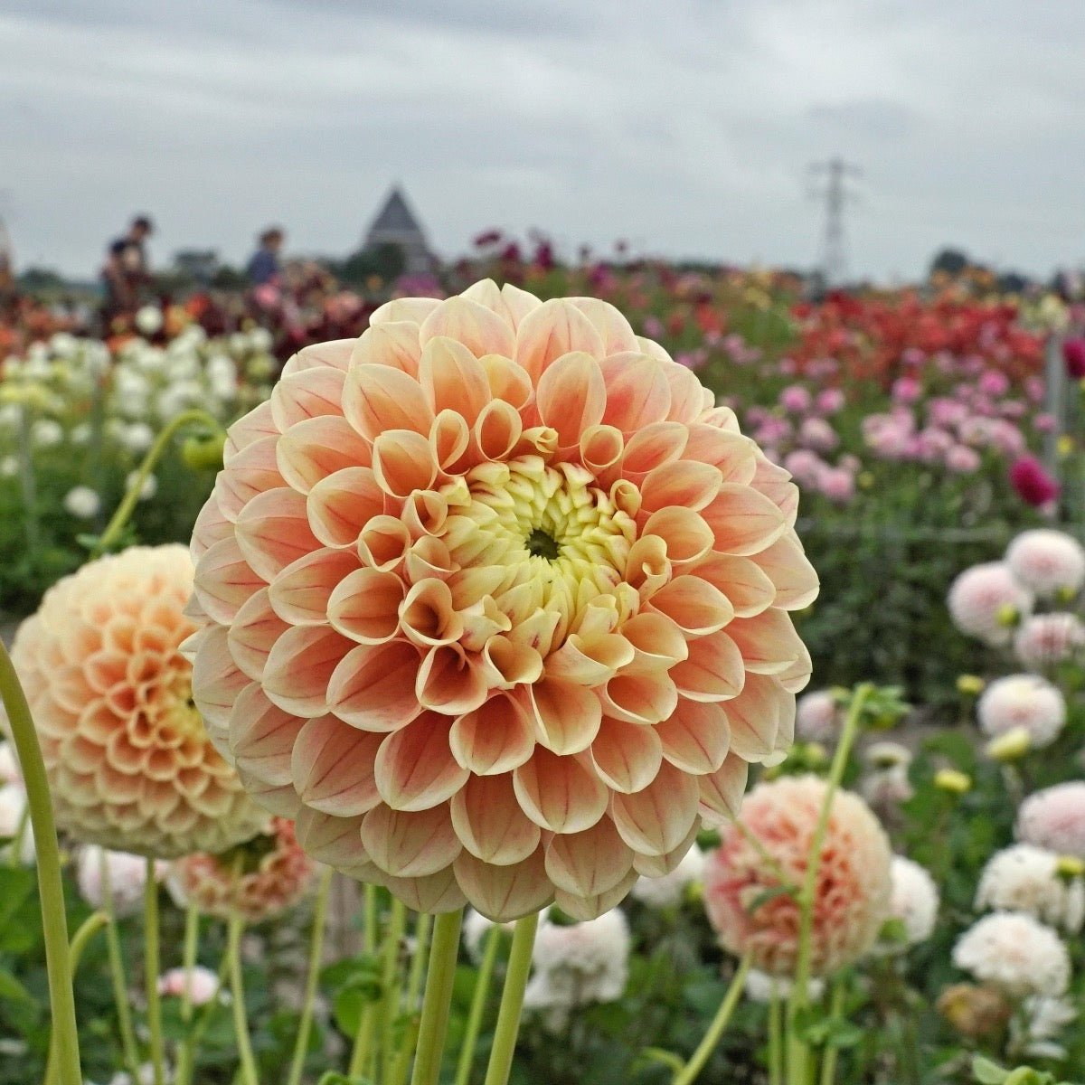 Dahlia Sweet Suzanne - meerkleurige dahlia - Fluwel
