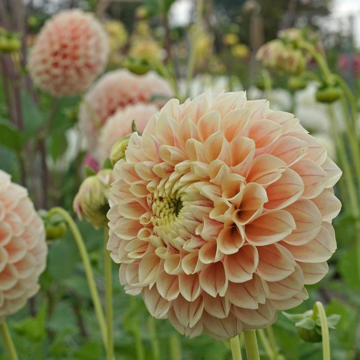 Dahlia Sweet Suzanne - meerkleurige dahlia - Fluwel