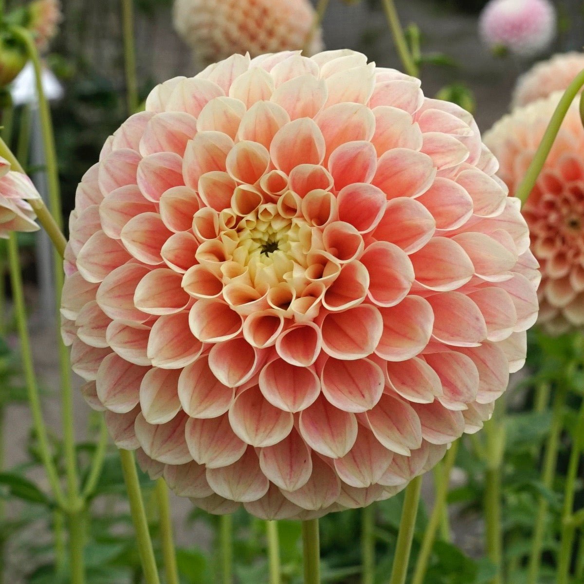 Dahlia Sweet Suzanne - Dahlias - Fluwel