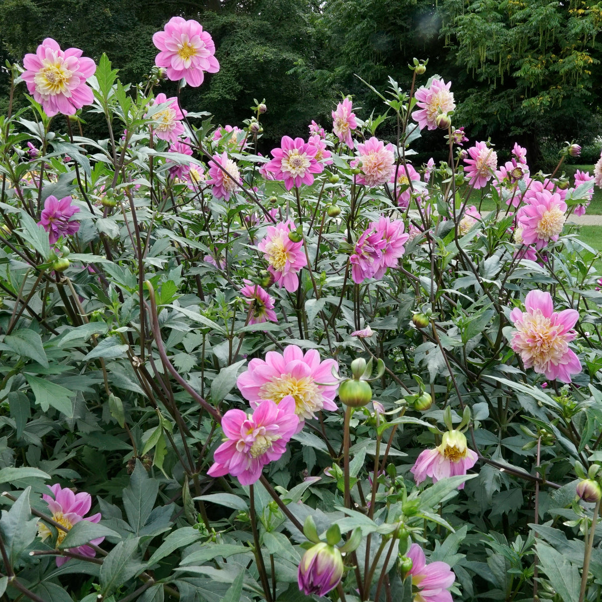 Dahlia Take Off - roze dahlia - Fluwel
