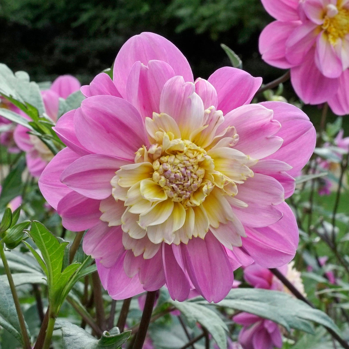 Dahlia Take Off - roze dahlia - Fluwel