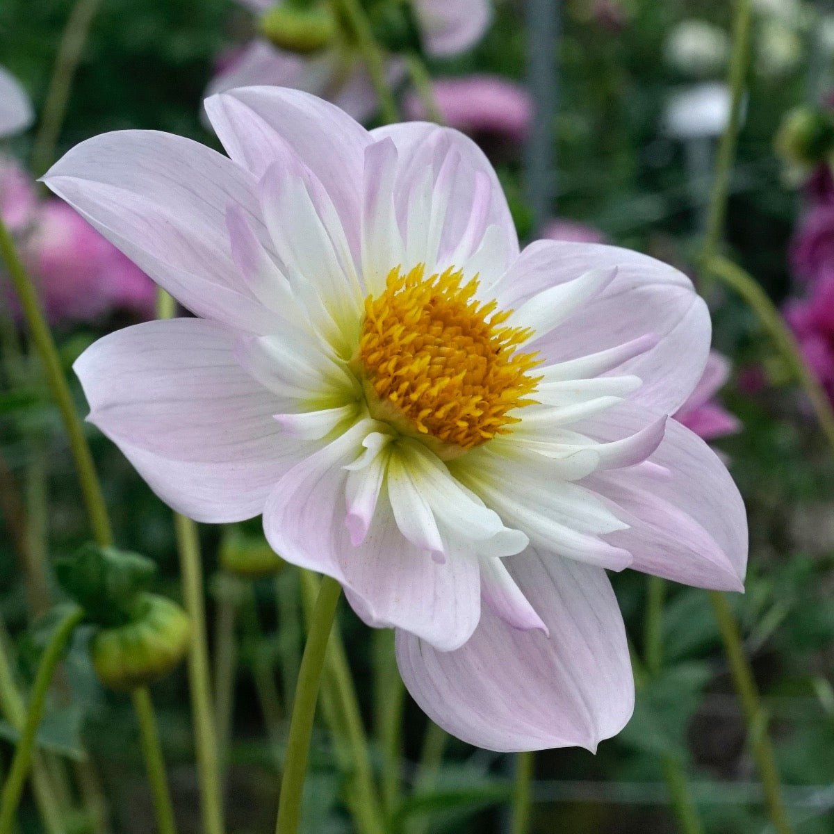 Dahlia Teesbrook Audrey - roze dahlia - Fluwel