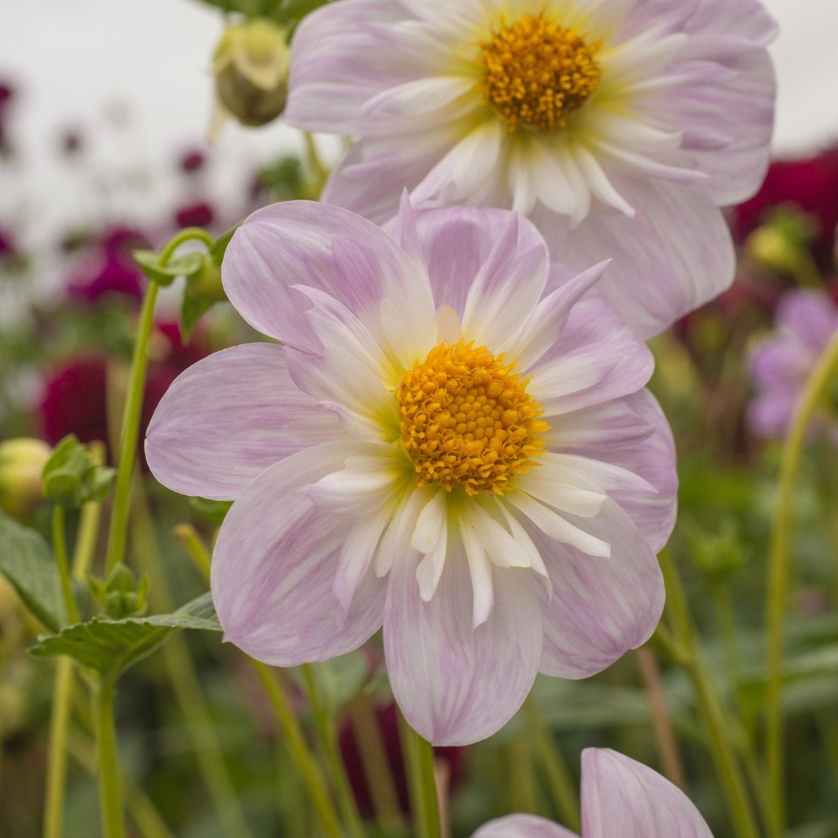 Dahlia Teesbrook Audrey - roze dahlia - Fluwel