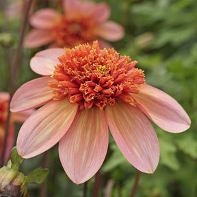 Dahlia Totally Tangerine - Dahlias - Fluwel