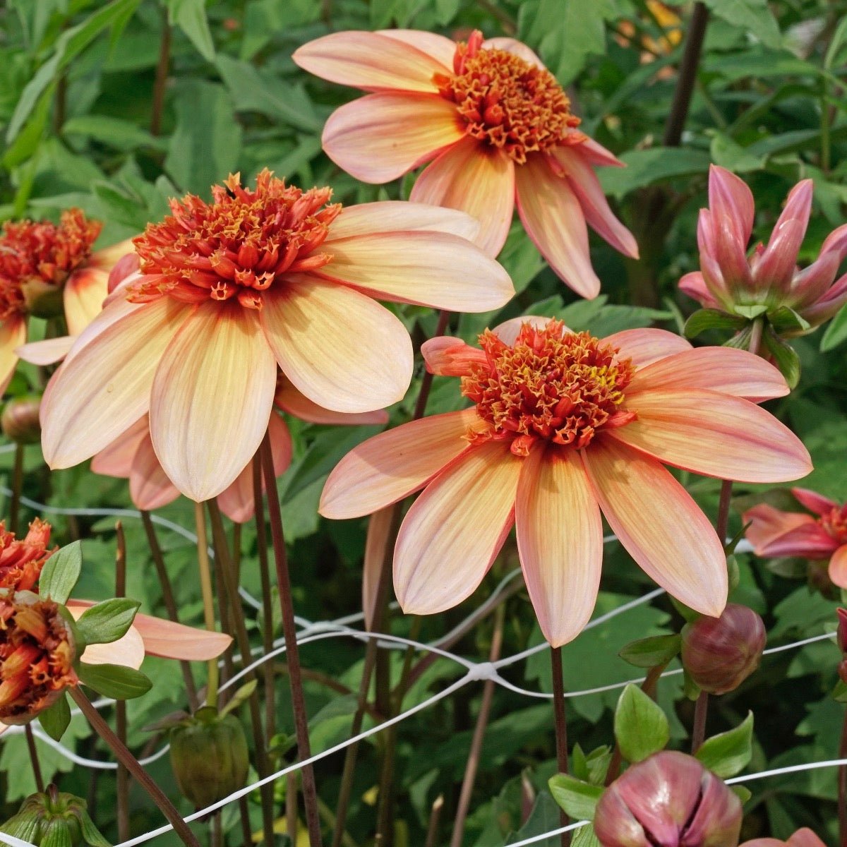 Dahlia Totally Tangerine - oranje dahlia - Fluwel