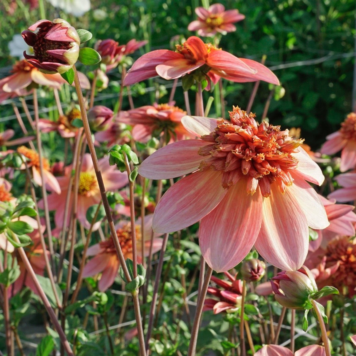 Dahlia Totally Tangerine - Dahlias - Fluwel