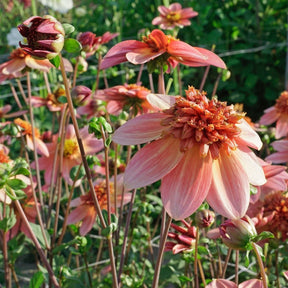 Dahlia Totally Tangerine - Dahlias - Fluwel