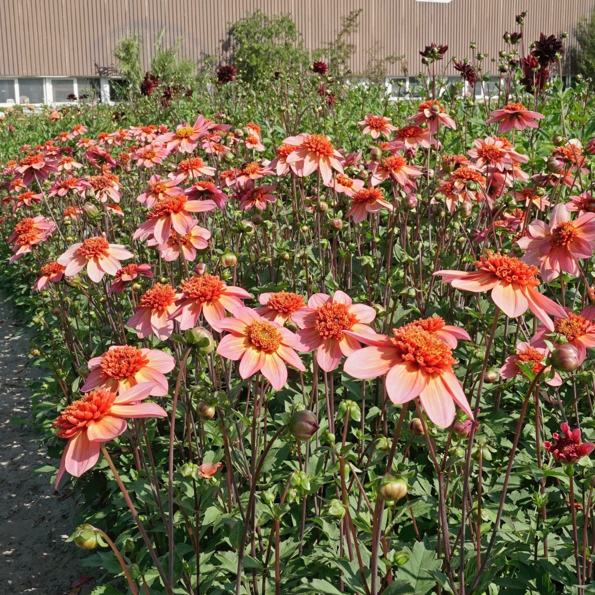 Dahlia Totally Tangerine - Dahlias - Fluwel