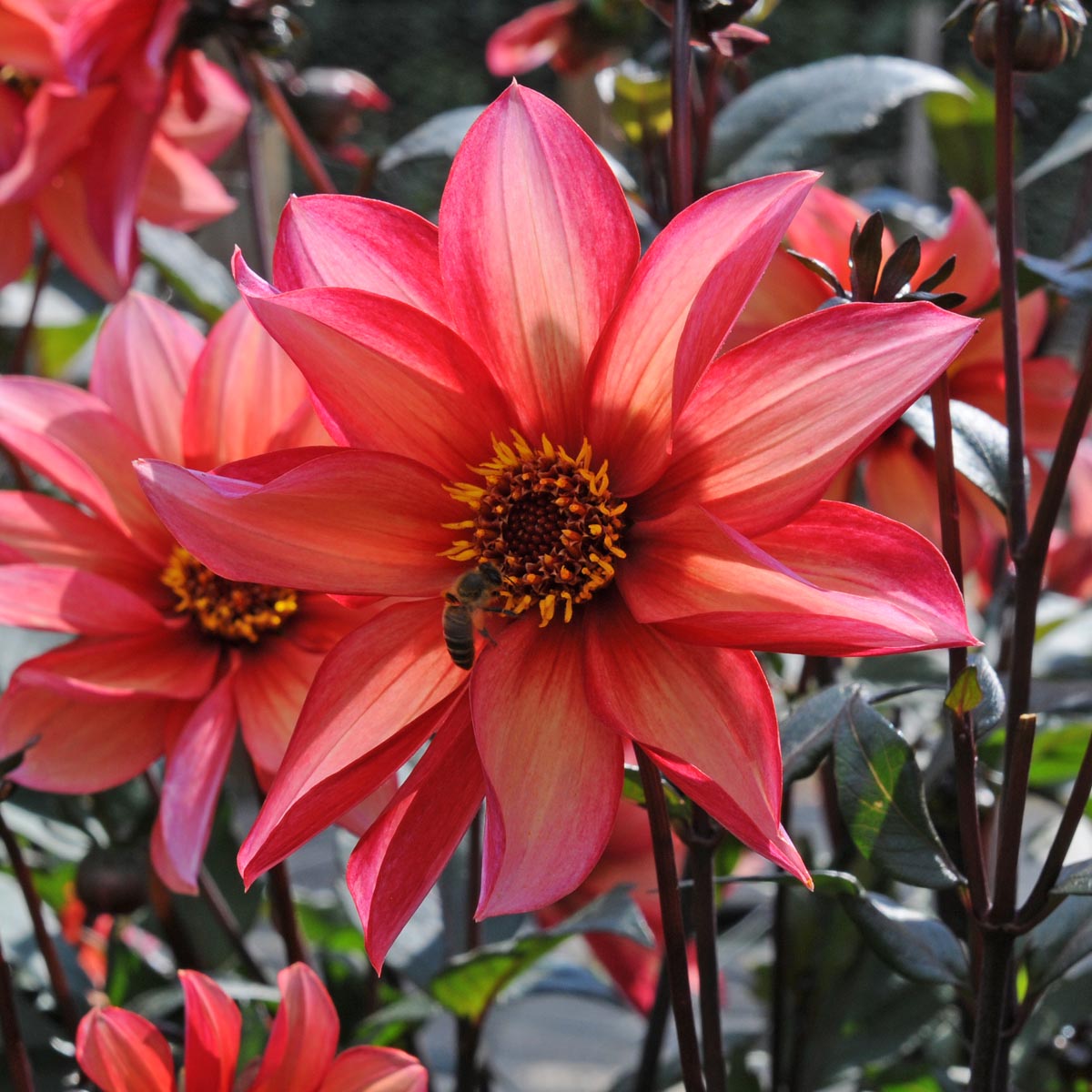 Dahlia Waltzing Mathilda - Dahlias - Fluwel