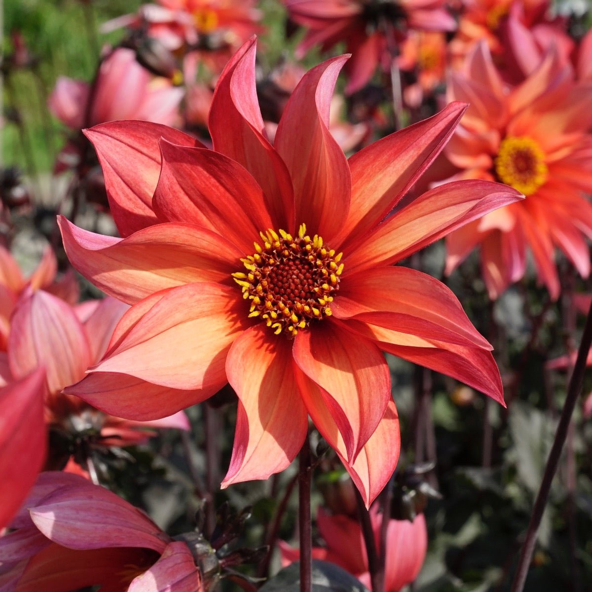 Dahlia Waltzing Mathilda - Dahlias - Fluwel