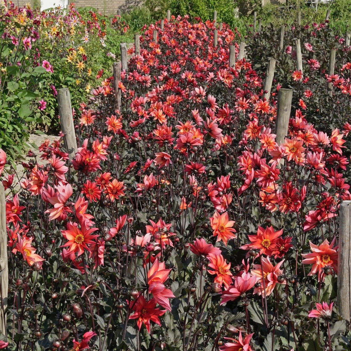 Dahlia Waltzing Mathilda - Dahlias - Fluwel
