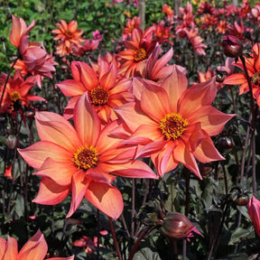 Dahlia Waltzing Mathilda - Dahlias - Fluwel