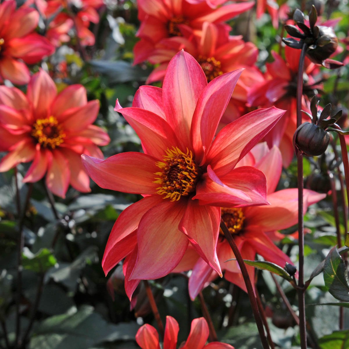 Dahlia Waltzing Mathilda - Dahlias - Fluwel