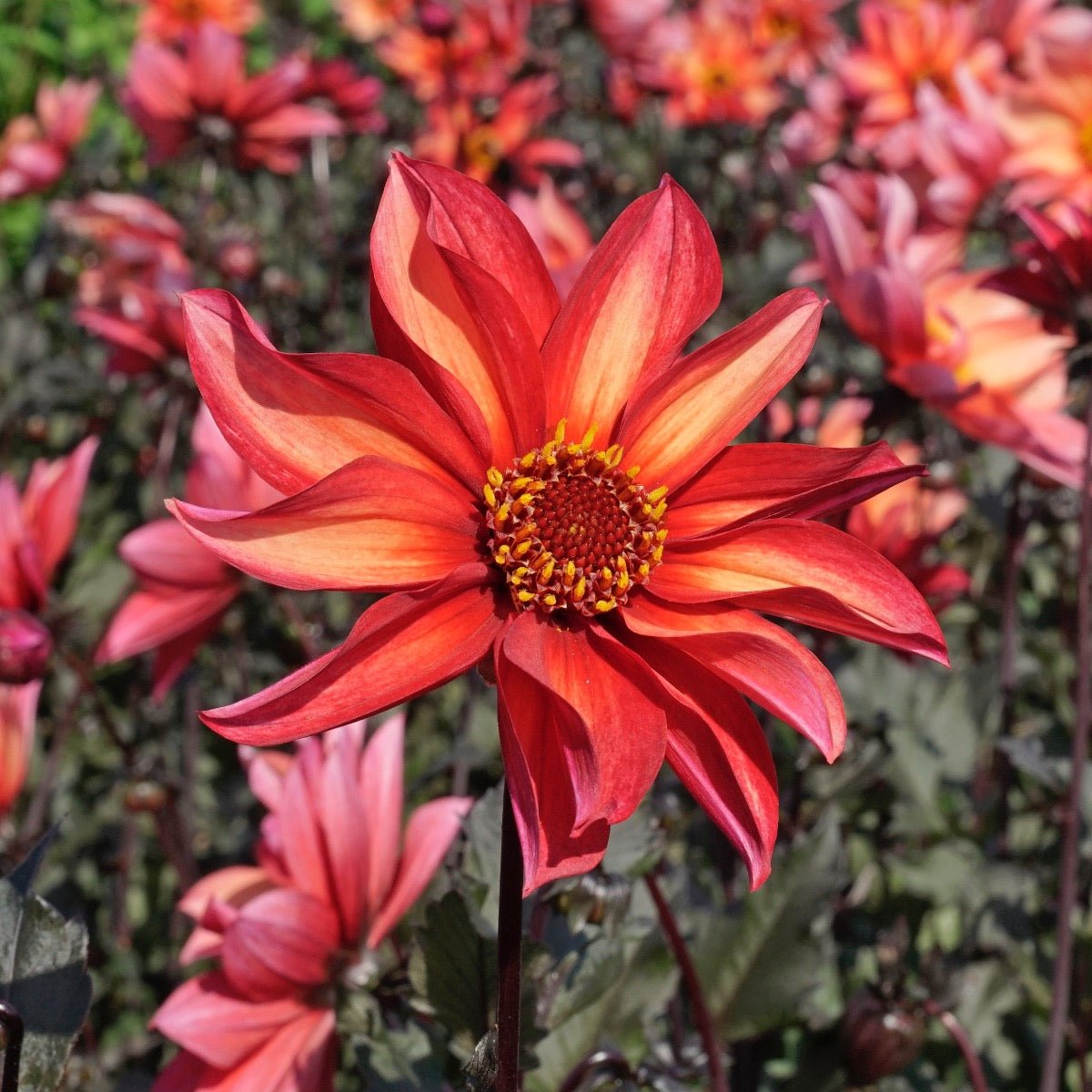 Dahlia Waltzing Mathilda - Dahlias - Fluwel