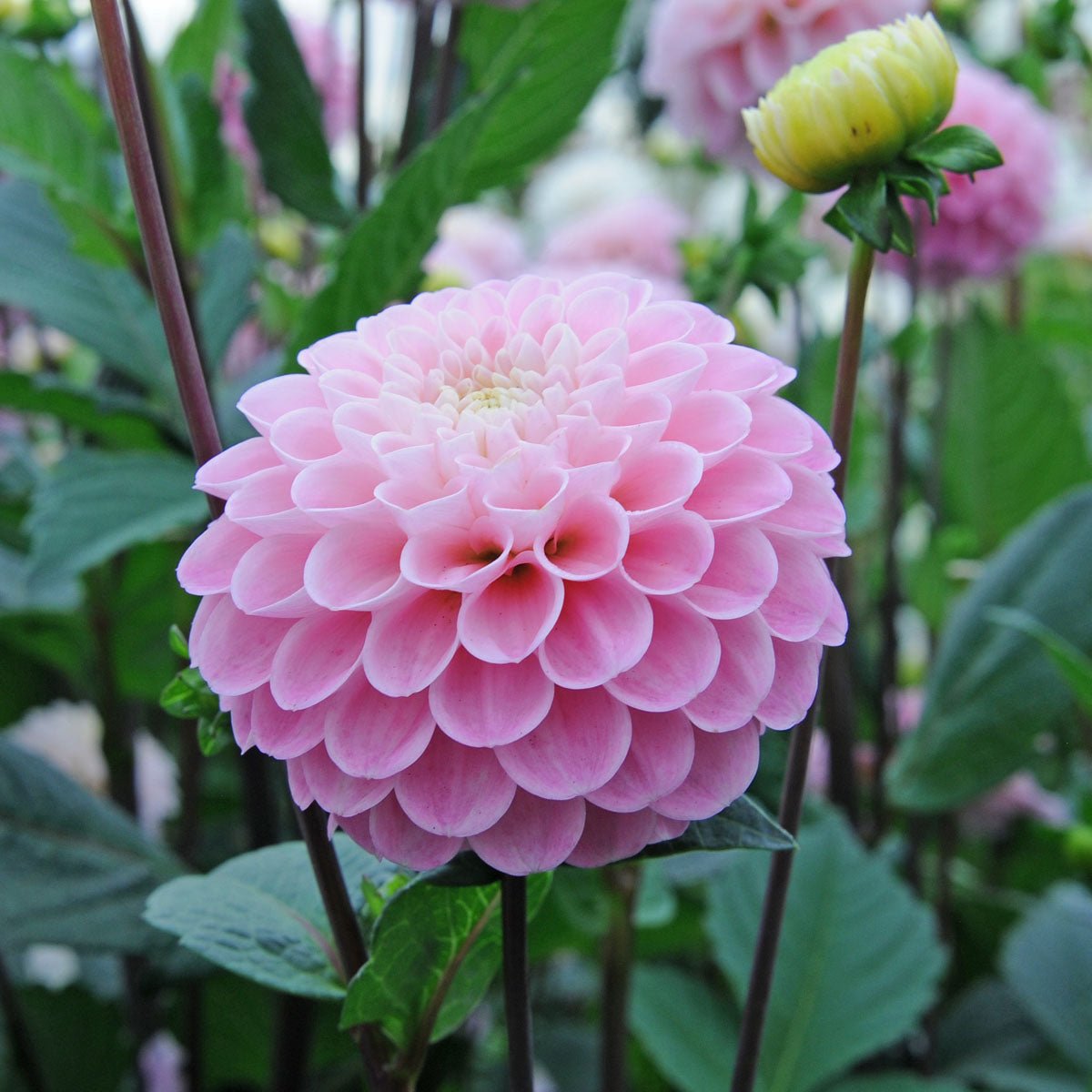 Dahlia Wizard of Oz - roze dahlia - Fluwel