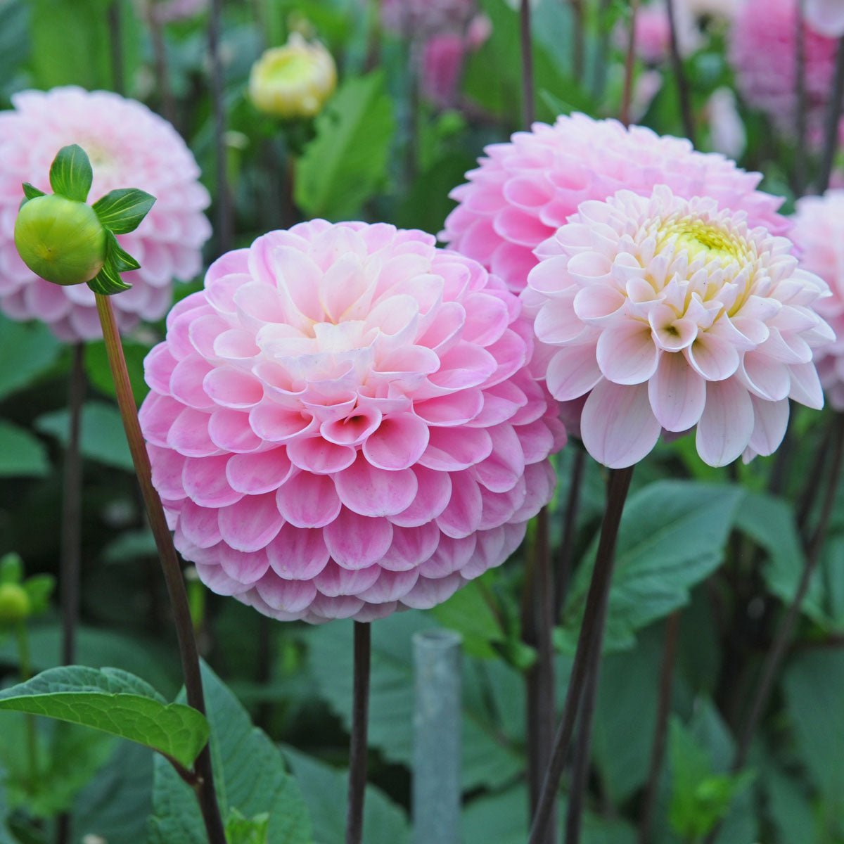 Dahlia Wizard of Oz - roze dahlia - Fluwel