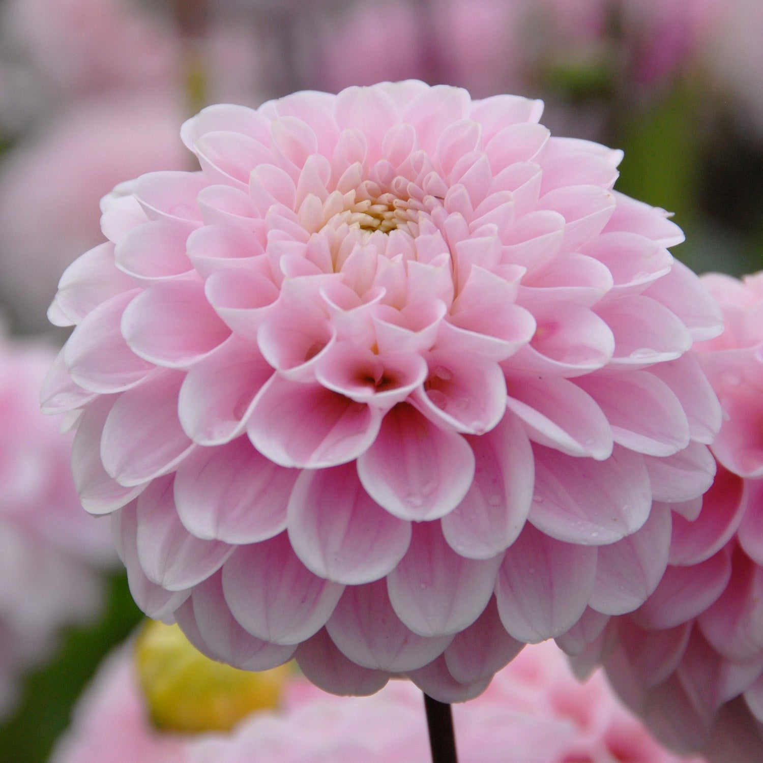 Dahlia Wizard of Oz - Dahlias - Fluwel