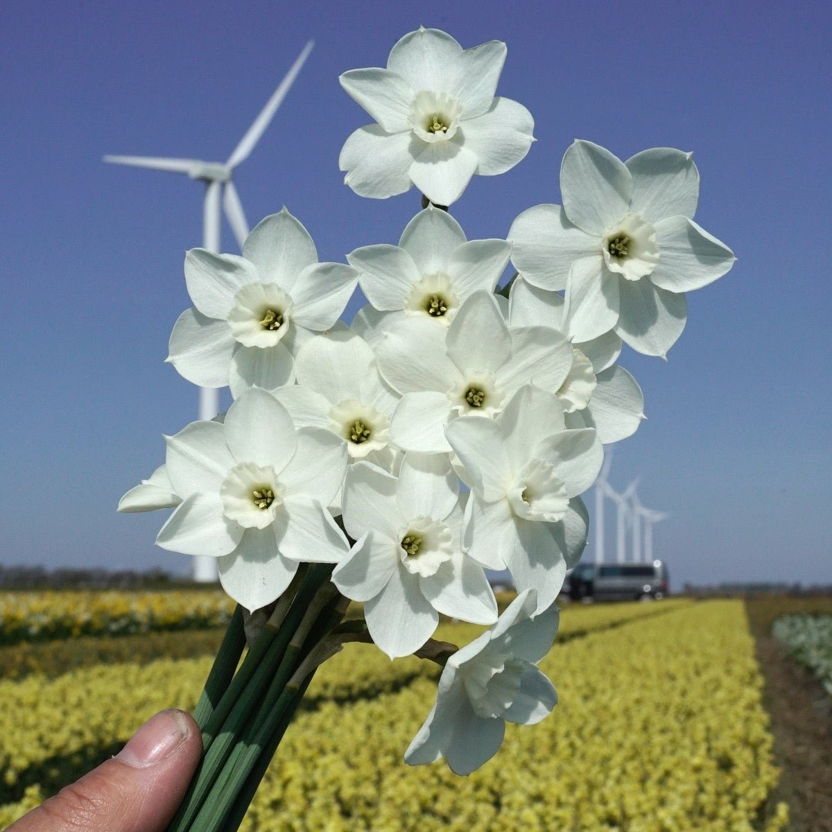 Dainty Miss - Narcissus - Fluwel