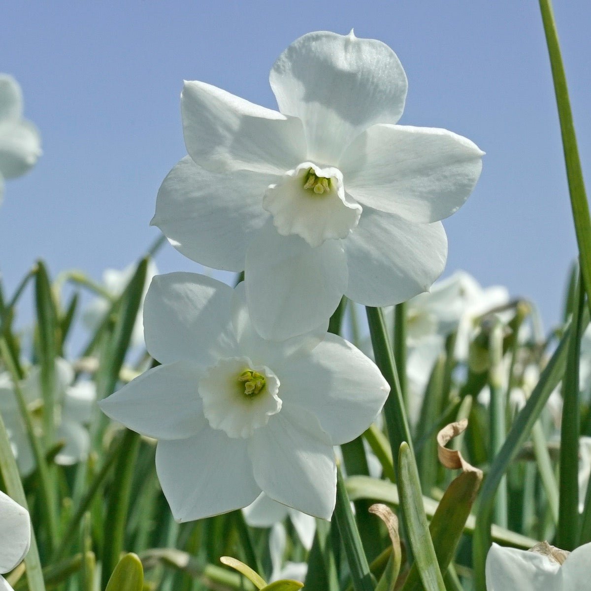 Dainty Miss - Narcissus - Fluwel