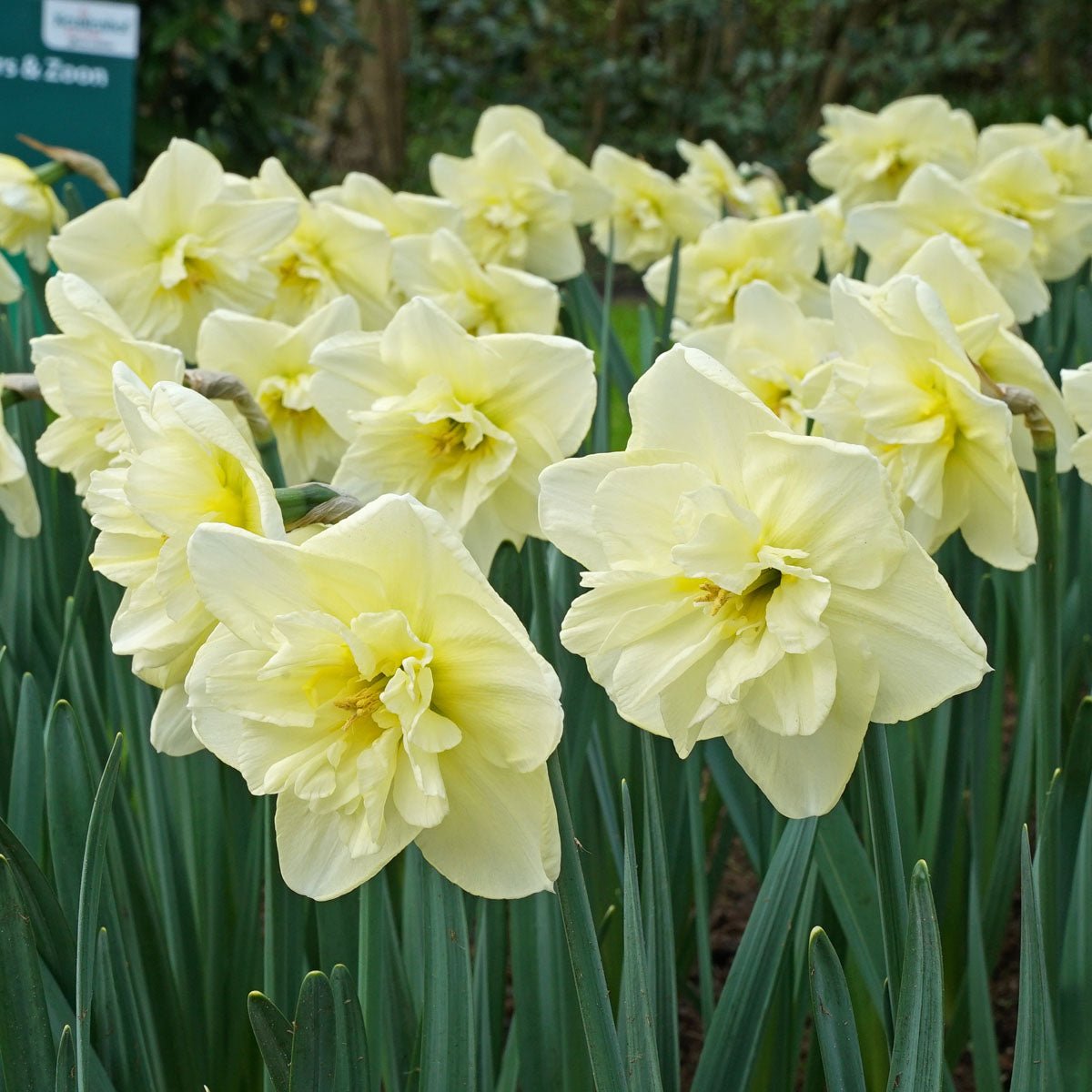 Dancing Moonlight - gele Split-cupped narcis - Fluwel
